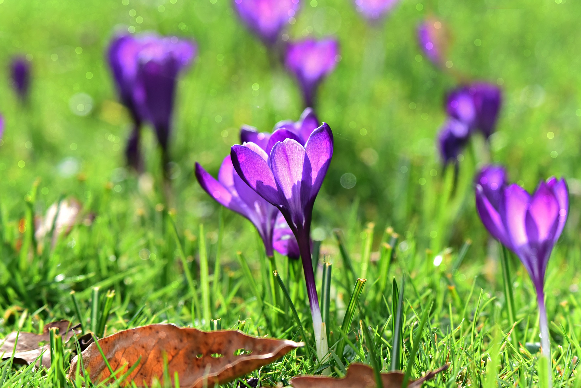 Wir wollen Frühling - Poulten Graf